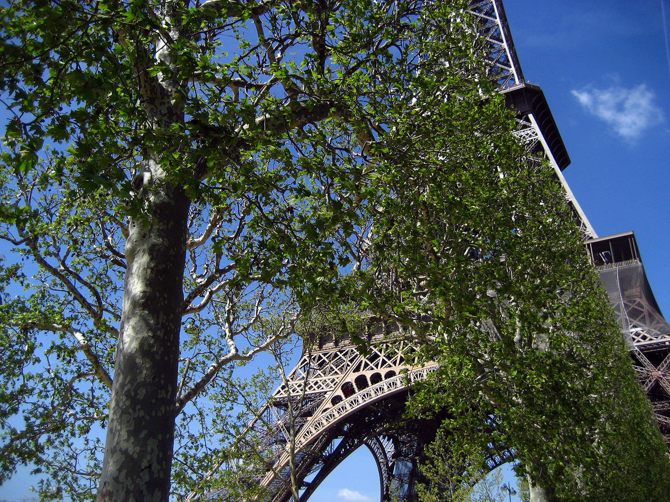 Eiffel Tower in the Spring