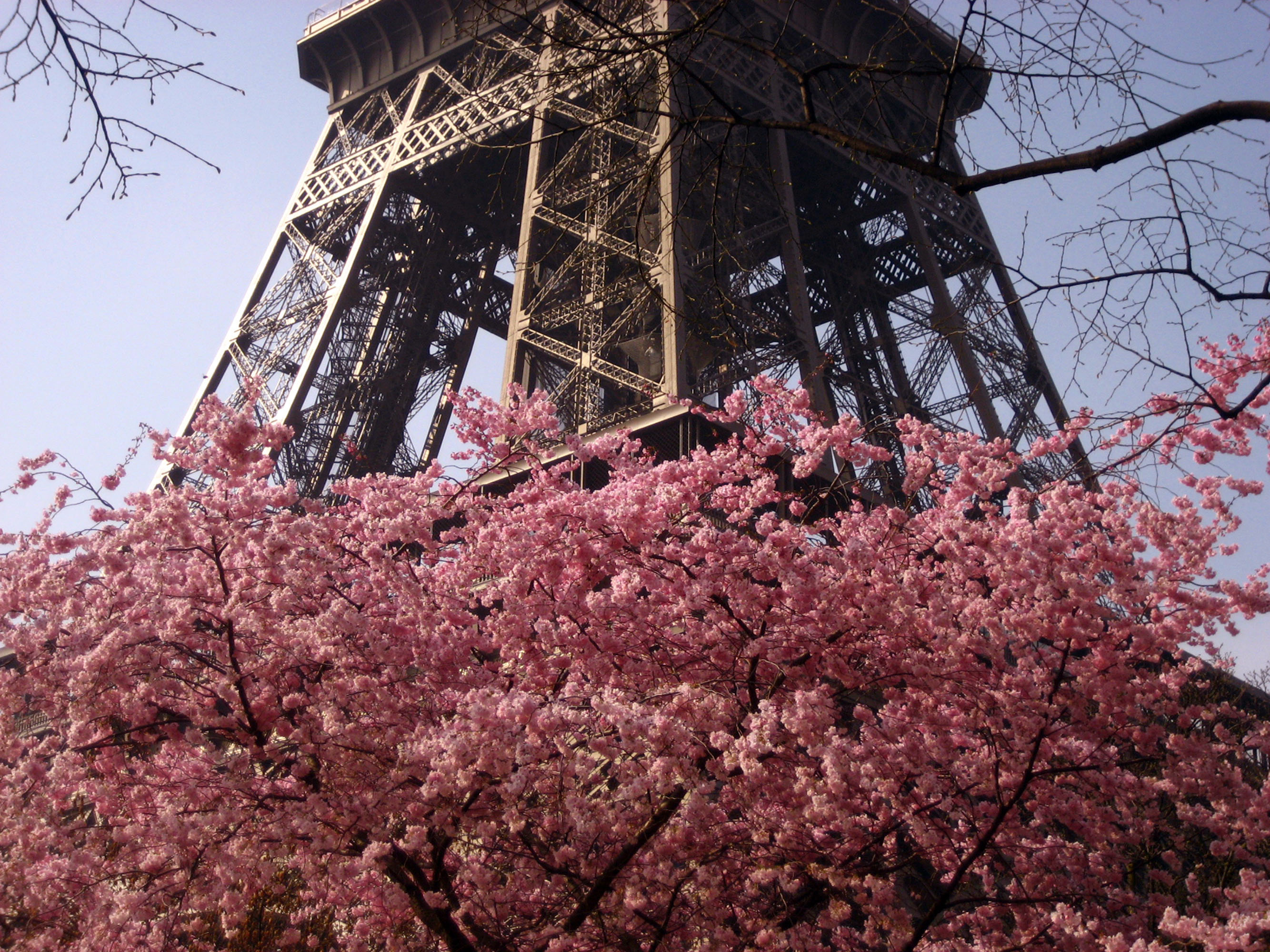 Tour Eiffel in Cherry Blossoms by Monica Tingay